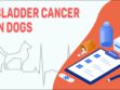 Bladder Cancer In Dogs