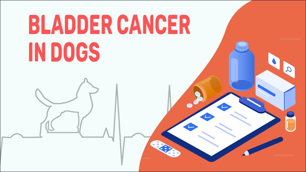 Bladder Cancer In Dogs
