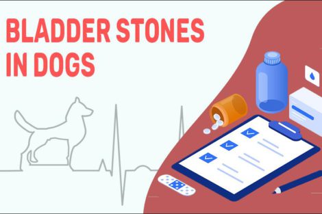 Bladder Stones In Dogs