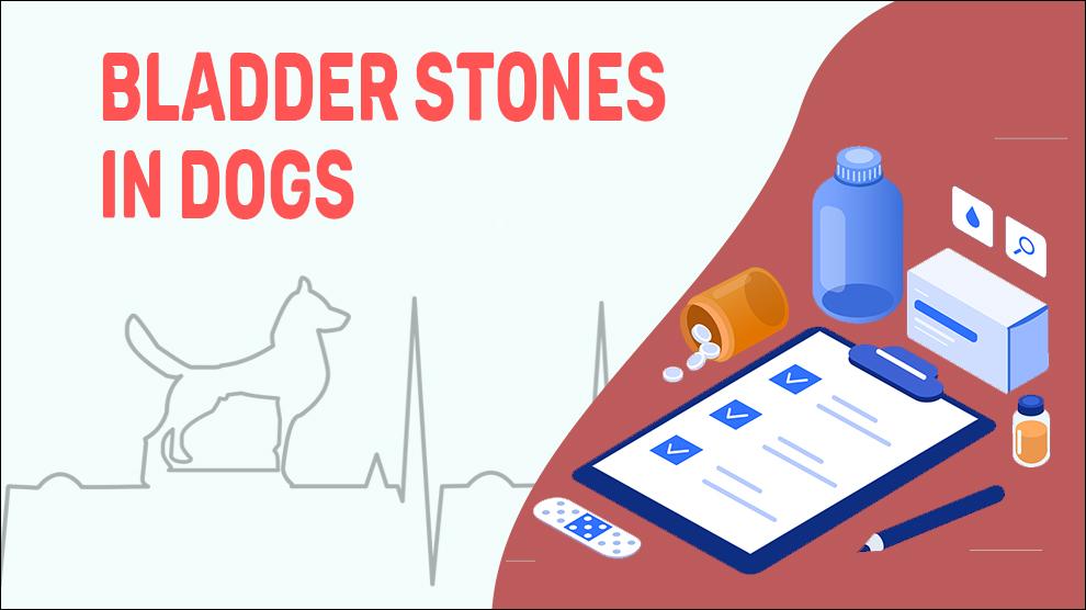 Bladder Stones In Dogs