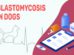 Blastomycosis In Dogs