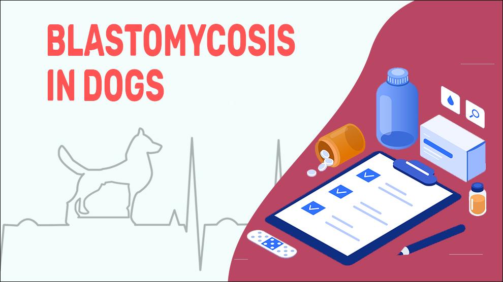 Blastomycosis In Dogs