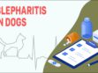 Blepharitis In Dogs