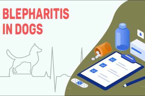 Blepharitis In Dogs