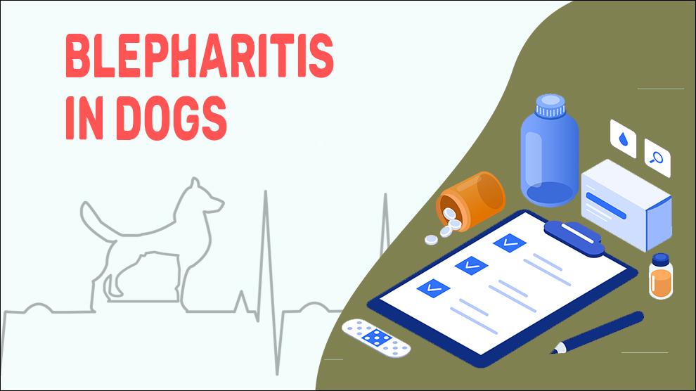 Blepharitis In Dogs