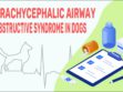 Brachycephalic Airway Obstructive Syndrome In Dogs