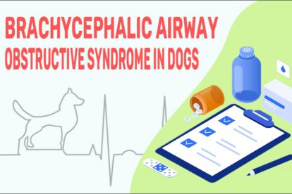 Brachycephalic Airway Obstructive Syndrome In Dogs