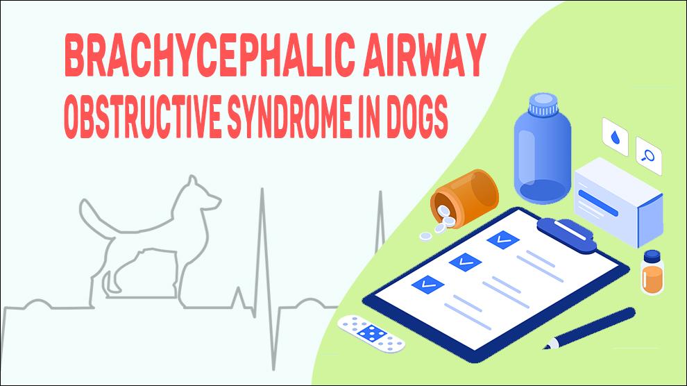 Brachycephalic Airway Obstructive Syndrome In Dogs