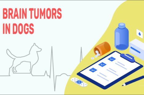 Brain Tumors In Dogs