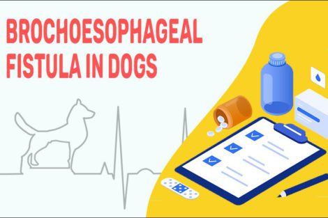 Brochoesophageal Fistula In Dogs