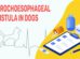 Brochoesophageal Fistula In Dogs