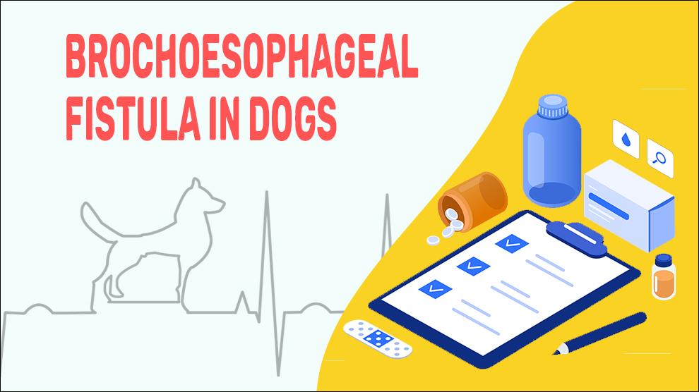 Brochoesophageal Fistula In Dogs