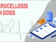 Brucellosis In Dogs