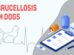 Brucellosis In Dogs