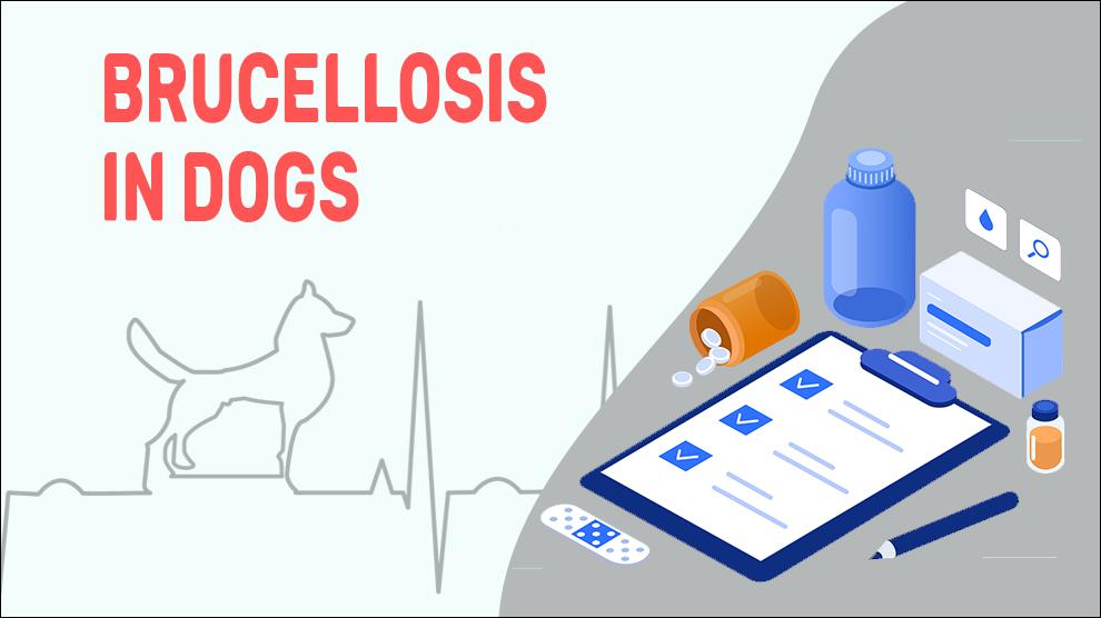 Brucellosis In Dogs