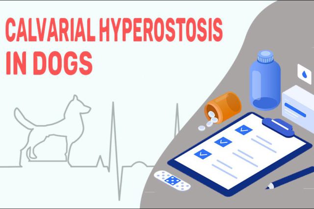 Calvarial Hyperostosis In Dogs
