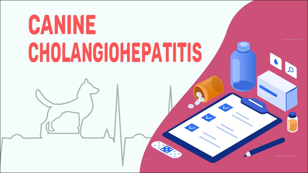 Canine Cholangiohepatitis