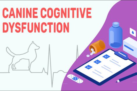 Canine Cognitive Dysfunction