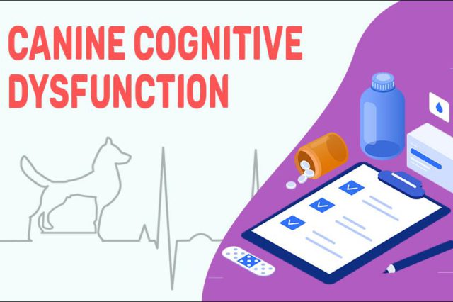 Canine Cognitive Dysfunction