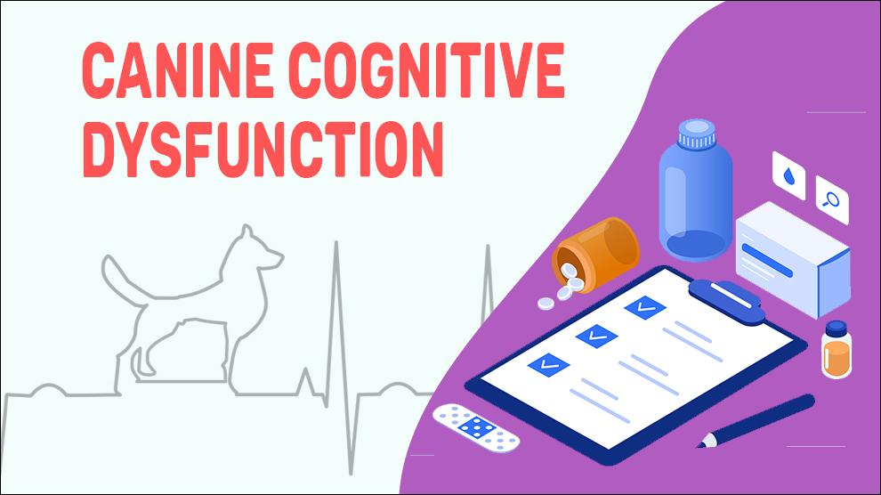 Canine Cognitive Dysfunction