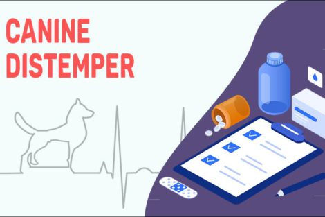 Canine Distemper