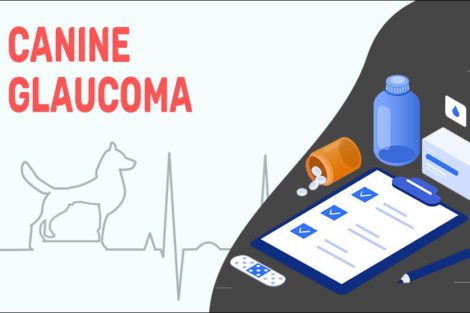Canine Glaucoma