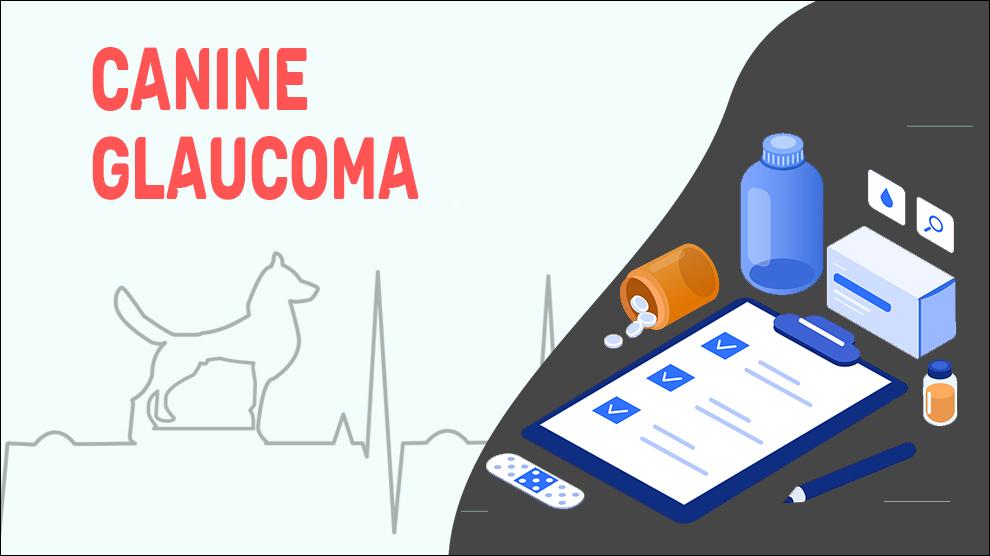 Canine Glaucoma