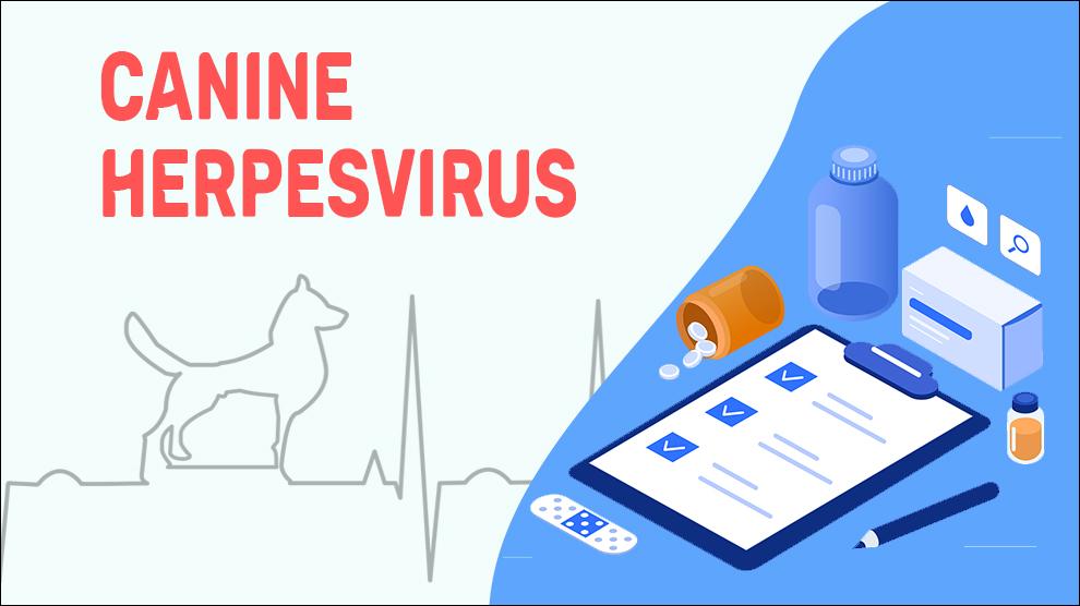 Canine Herpesvirus