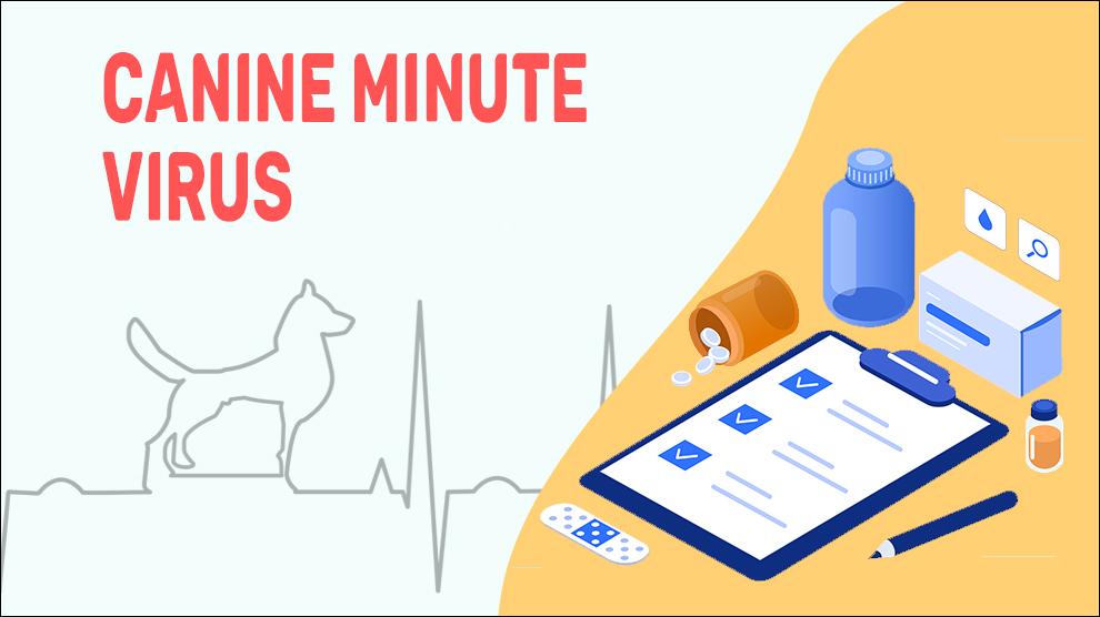 Canine Minute Virus