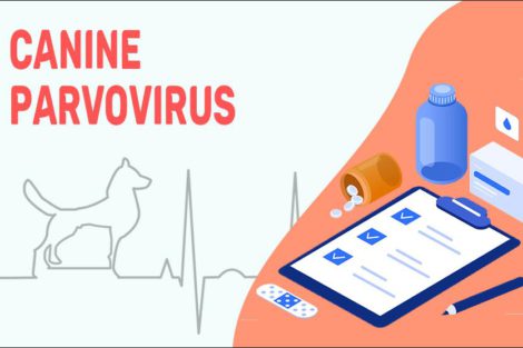 Canine Parvovirus