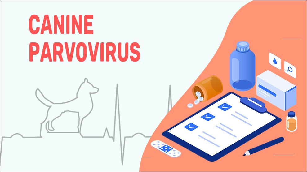 Canine Parvovirus