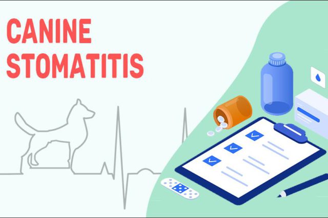 Canine Stomatitis