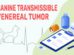 Canine Transmissible Venereal Tumor