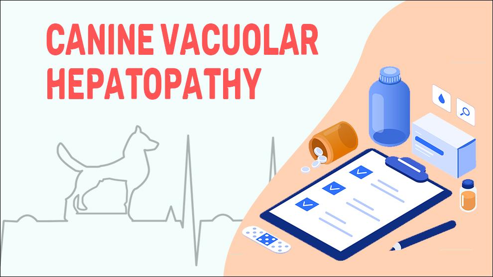 Canine Vacuolar Hepatopathy