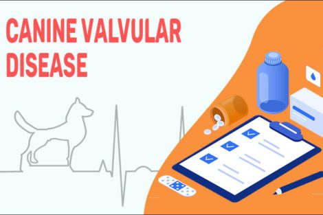 Canine Valvular Disease