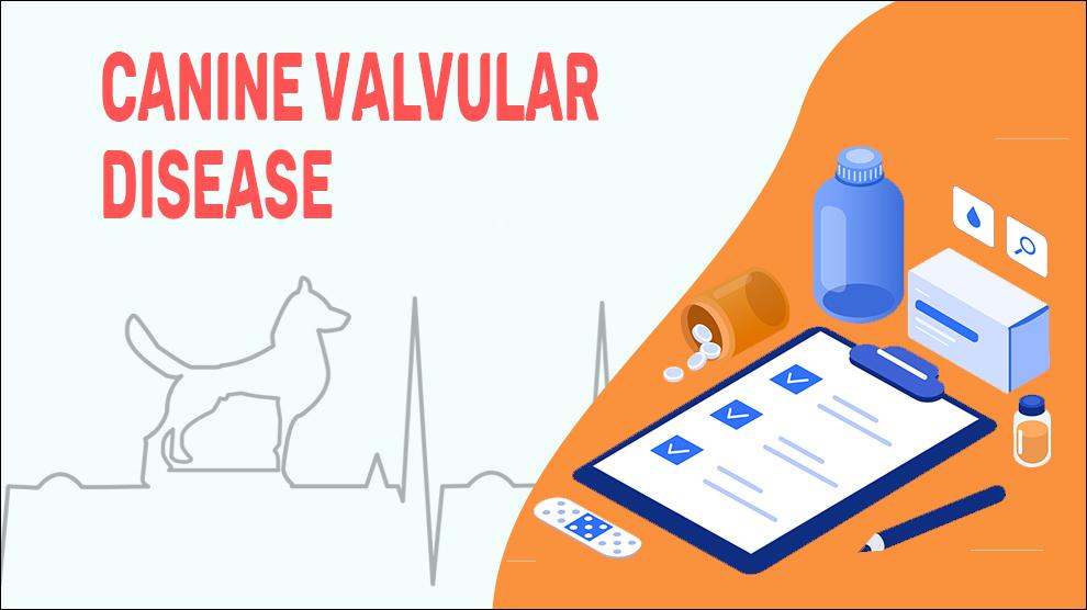Canine Valvular Disease