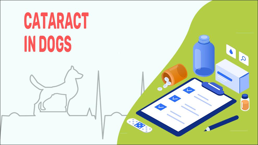 Cataract In Dogs