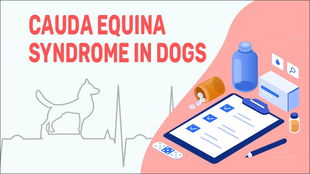 Cauda Equina Syndrome In Dogs