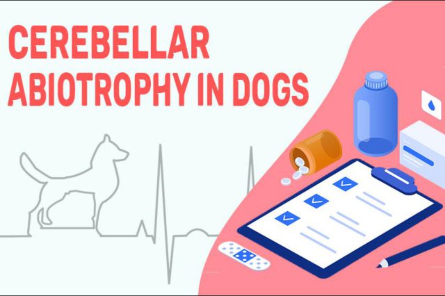 Cerebellar Abiotrophy In Dogs