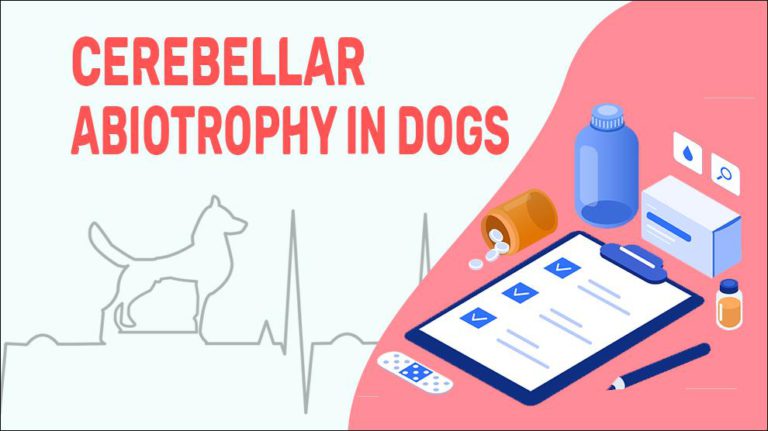 Cerebellar Abiotrophy In Dogs Petmoo