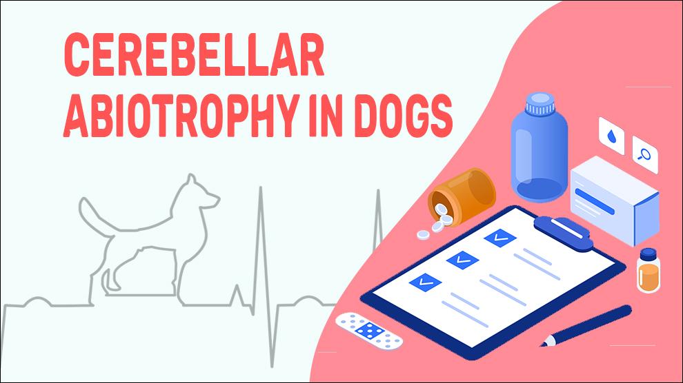 Cerebellar Abiotrophy In Dogs