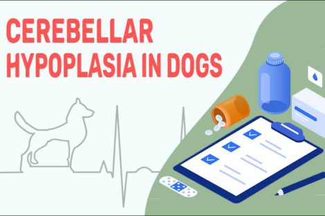 Cerebellar Hypoplasia In Dogs