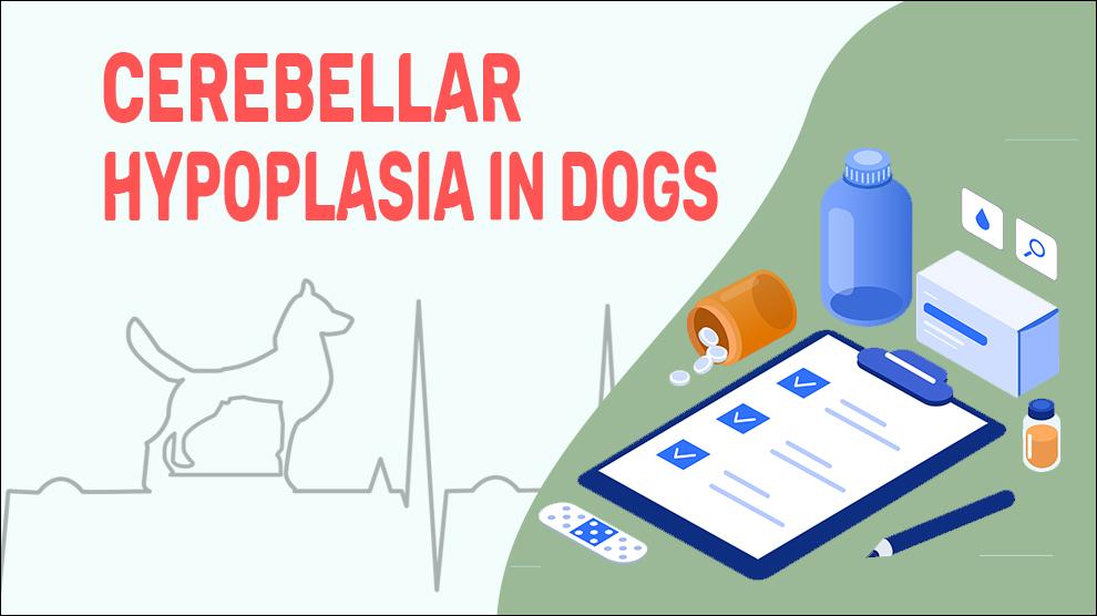 Cerebellar Hypoplasia In Dogs