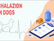 Chalazion In Dogs