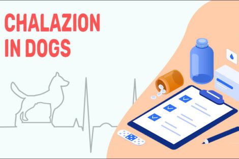 Chalazion In Dogs