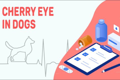 Cherry Eye In Dogs