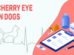 Cherry Eye In Dogs