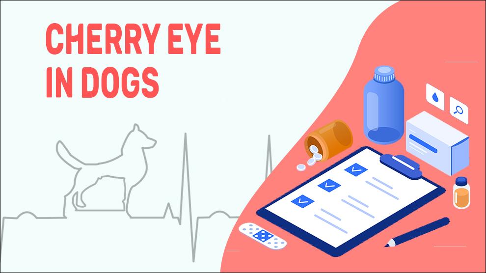 Cherry Eye In Dogs