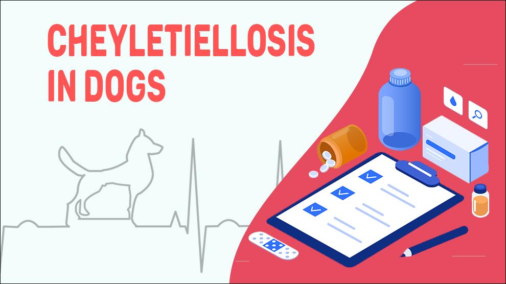 Cheyletiellosis In Dogs