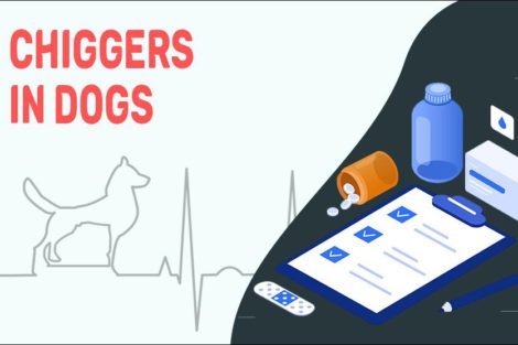 Chiggers In Dogs